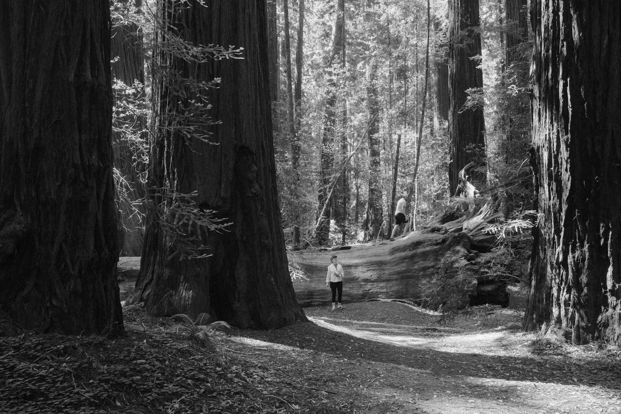 Black and white private commission fragment
