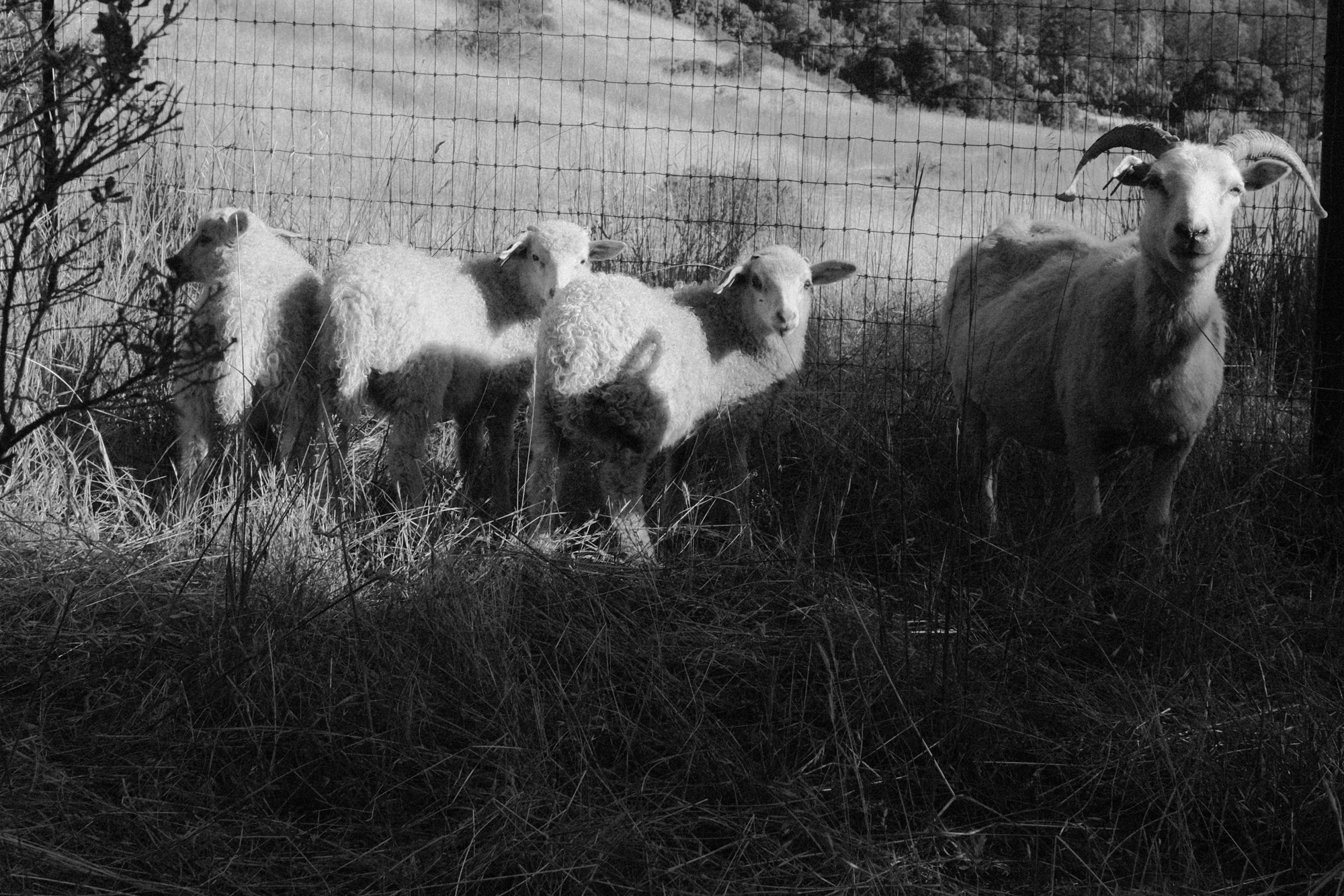 Black-and-white documentary photograph of sheep in a rural landscape.