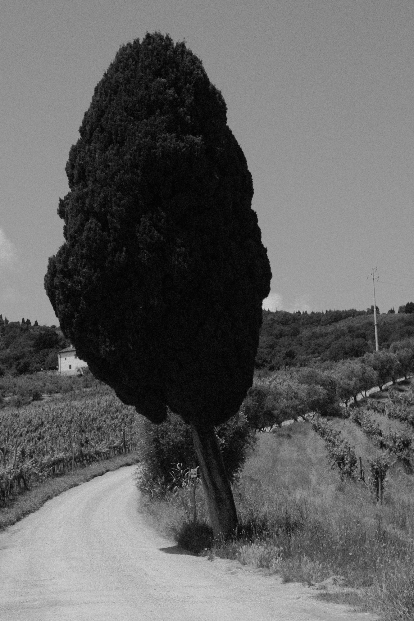 Black-and-white photograph of a cypress tree from Seeking Grace.