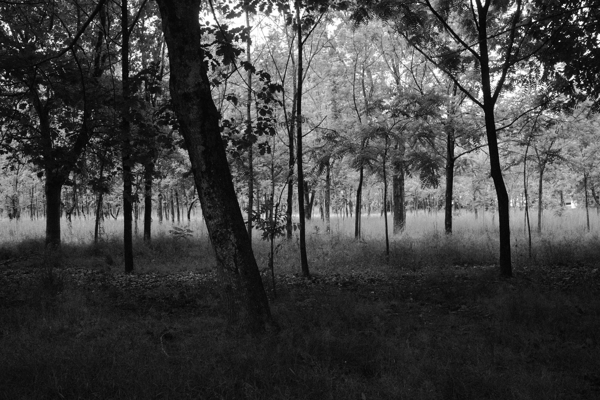 Black-and-white landscape photograph of an olive grove.