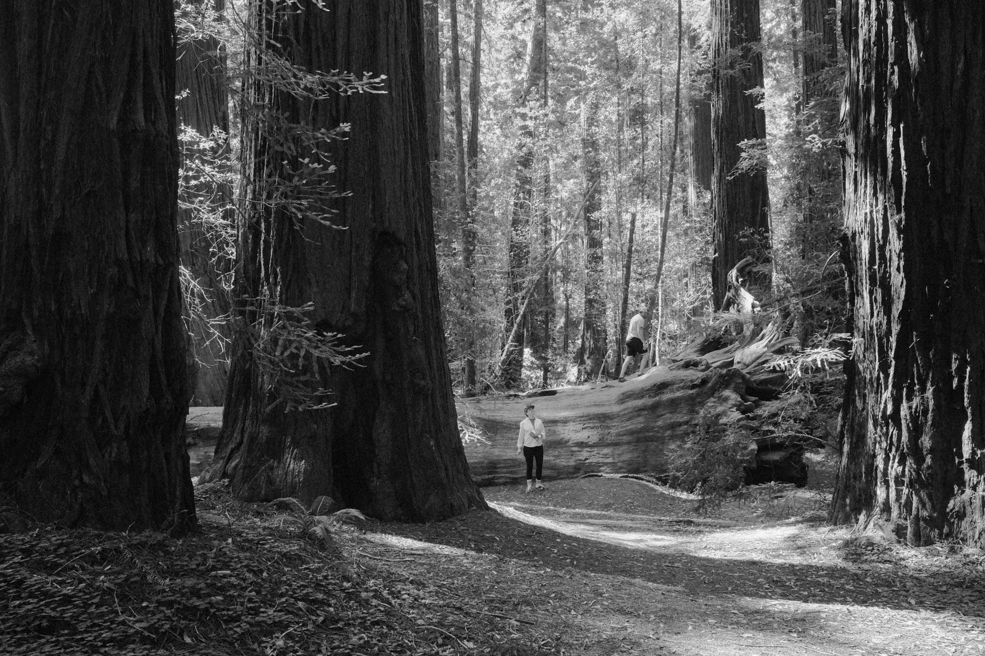 Black-and-white documentary photograph of a forest path during a private retreat.