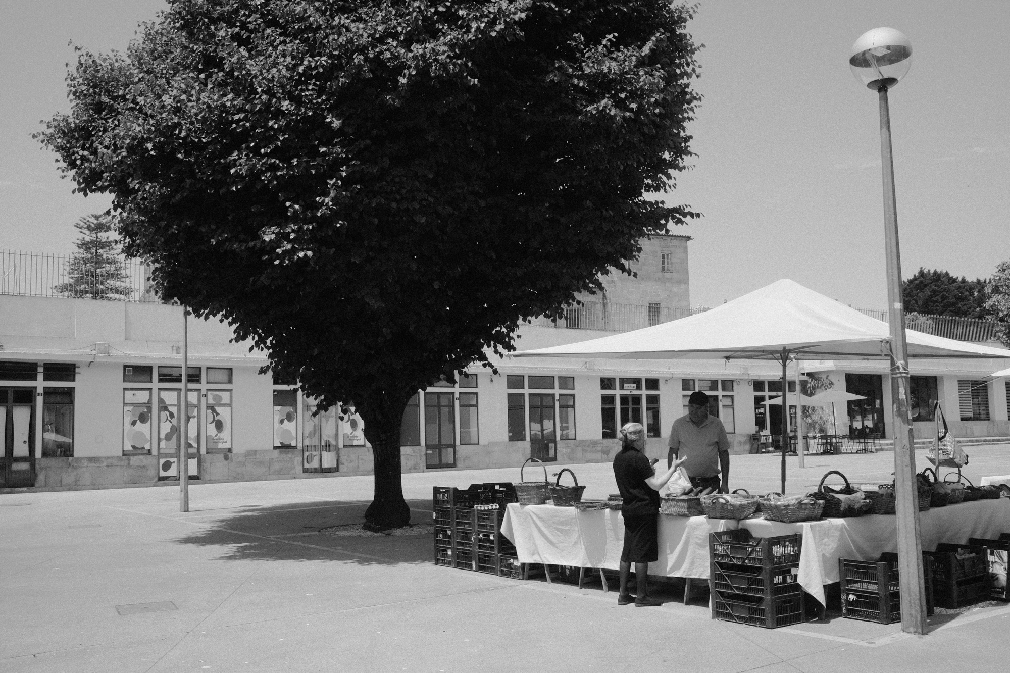 Black-and-white documentary photograph of a workplace courtyard with a large tree.